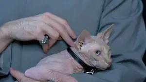 Задник к фильму "Остин Пауэрс: Человек-загадка международного масштаба" #723277