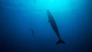 Задник к фильму "Freediver" #791622