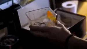 Задник к фильму "Паутина страха" #190659