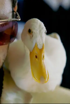 Постер к фильму "Да" #532960