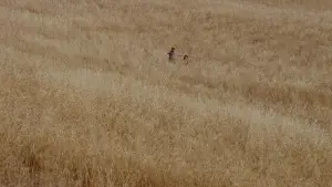 Задник к фильму "Новый кинотеатр «Парадизо»" #670416