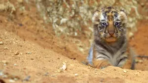 Задник к фильму "" #472410