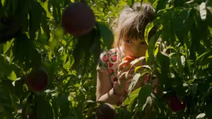 Задник к фильму "Земля Алькаррас" #383955