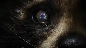 Задник к фильму "Стражи Галактики. Часть 3" #560468