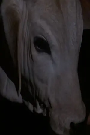 Постер к фильму "" #491028