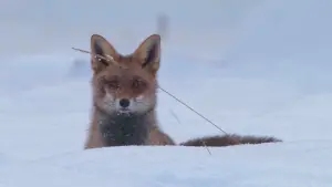 Задник к фильму "" #199742