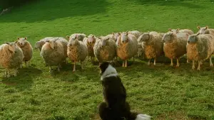 Задник к фильму "Бэйб: Четвероногий малыш" #719886