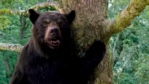 Задник к фильму "Кокаиновый медведь" #302310