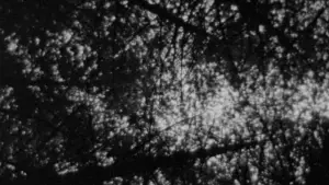 Задник к фильму "Ведьма из Блэр: Курсовая с того света" #697472