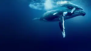 Задник к фильму "Океан с Дэвидом Аттенборо" #617827