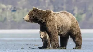 Задник к фильму "Медведи" #471328