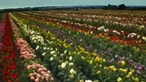 Задник к фильму "28 дней спустя" #569685