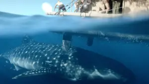 Задник к фильму "Кон-Тики" #252902