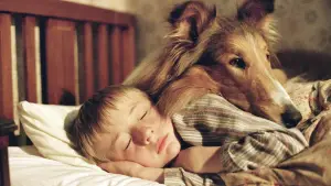 Задник к фильму "Лэсси" #686455