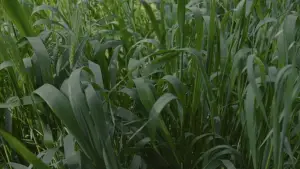 Задник к фильму "" #539085