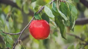 Задник к фильму "Волшебное яблоко" #698456