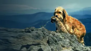 Задник к фильму "Бенджи потерялся" #415125