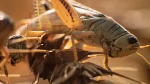 Задник к фильму "Дни жатвы" #716412