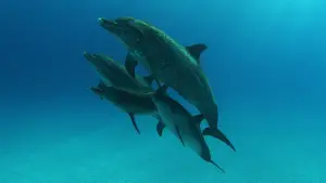 Задник к фильму "Бухта" #667372