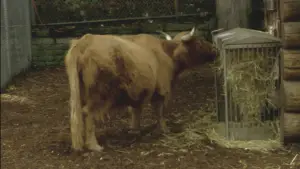 Задник к фильму "Willow World" #777818