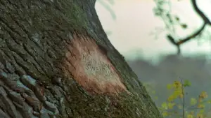 Задник к фильму "Эмигранты" #631564