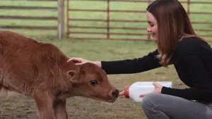 Задник к фильму "Как дома" #397841