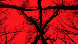 Задник к фильму "Ведьма из Блэр: Новая глава" #329251