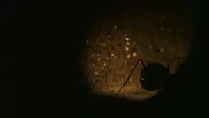 Задник к фильму "Фаза 4" #383351