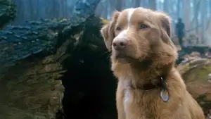 Задник к фильму "Хороший мальчик" #517192