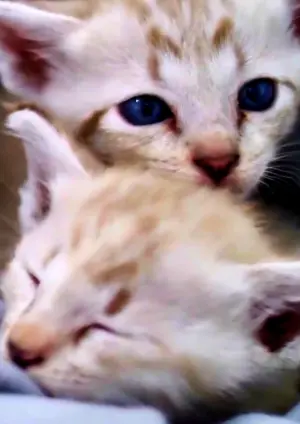 Постер к фильму "YouTube Trilogy"