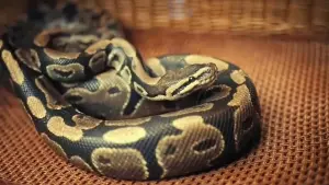 Задник к фильму "" #442281