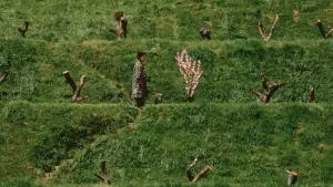 Задник к фильму "Сны Акиры Куросавы" #202554