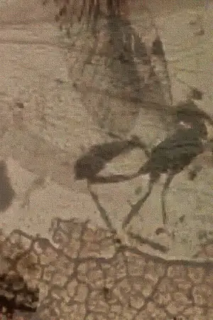 Постер к фильму "" #703602