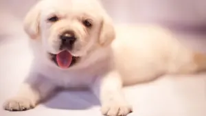 Задник к фильму "" #495352