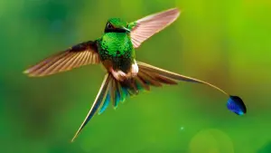 Задник к фильму "Земля: Один потрясающий день" #382405