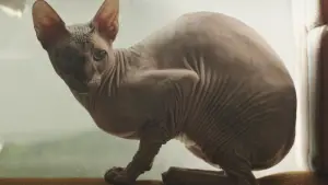 Задник к фильму "Навсегда" #721605