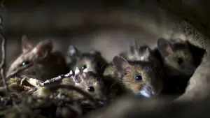 Задник к фильму "Le Chêne" #198309