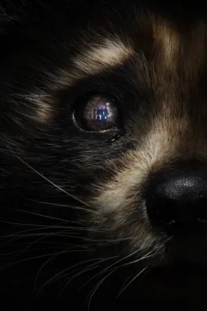 Постер к фильму "Стражи Галактики. Часть 3" #162215