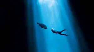 Задник к фильму "Друг в океане" #401997