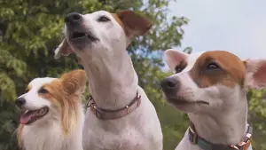 Задник к фильму "Пушистая братва" #469166