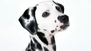 Задник к фильму "101 далматинец" #322361