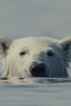 Постер к фильму "Надоедливый медведь" #542670