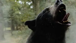 Задник к фильму "Кокаиновый медведь" #718949