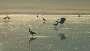 Задник к фильму "Le Chêne" #198331