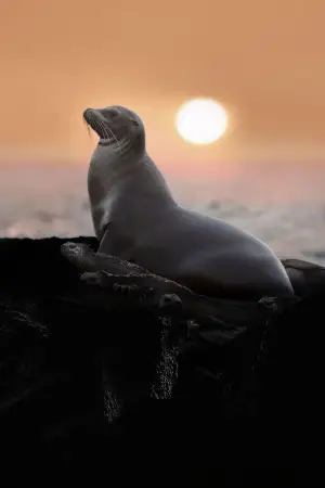 Постер к фильму "Sea Lions of the Galapagos" #719378
