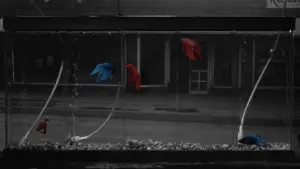 Задник к фильму "Бойцовая рыбка" #720941