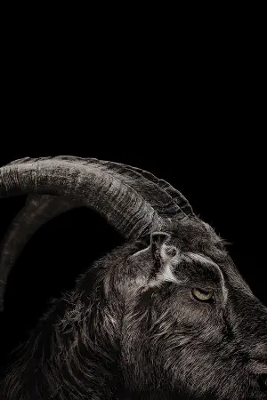 Постер к фильму "Ведьма" #251884