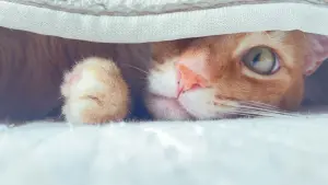 Задник к фильму "" #439727