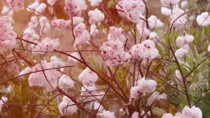 Задник к фильму "Джанго освобождённый" #583906