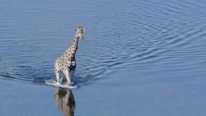 Задник к фильму "Земля" #384808